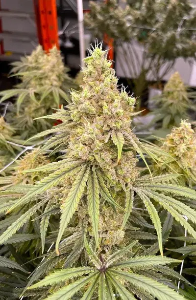 Banjo by Parker Sullivan cannabis strain