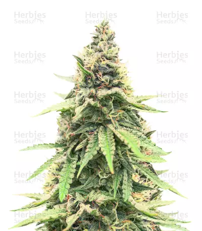 BCN Critical XXL Fast by Seedstockers, Photoperiod cannabis strain