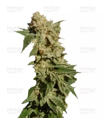BCN Diesel by Kannabia Seed Company, Photoperiod cannabis strain