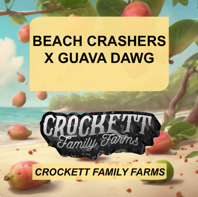 Beach crashers x guava dawg by Crockett Family Farms, Photoperiod cannabis strain