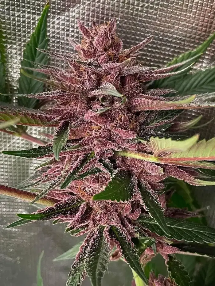 Beach Grapes by Oni Seed co., Photoperiod cannabis strain