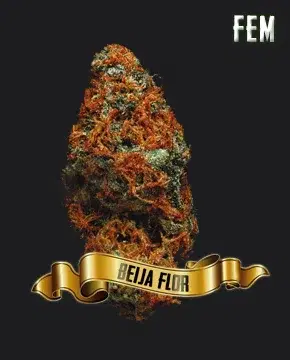 Beija Flor by Maconha Seeds Bank, Photoperiod cannabis strain