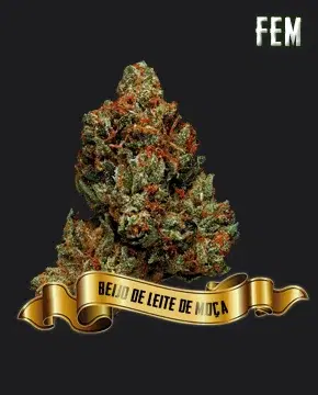 Beijo de Leite Moça by Maconha Seeds Bank, Photoperiod cannabis strain