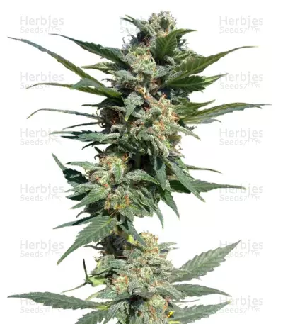Big Devil #2 Auto® cannabis strain