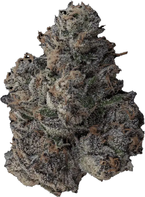 Big Head by Tahoe Nugz cannabis strain