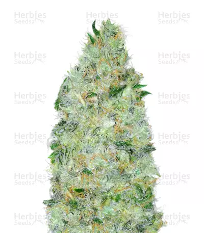 Big Bomb Auto by Bomb Seeds, Autoflower cannabis strain