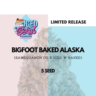 Bigfoot Baked Alaska by Mephisto Genetics, Autoflower cannabis strain