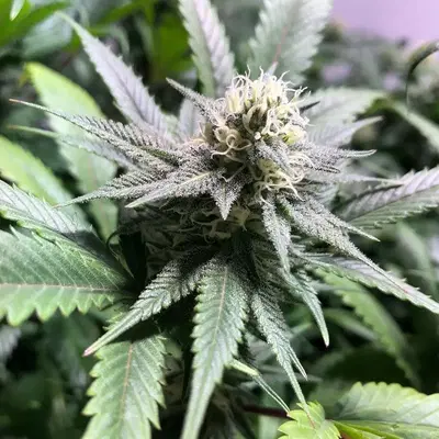 Bingo Pajama cannabis strain