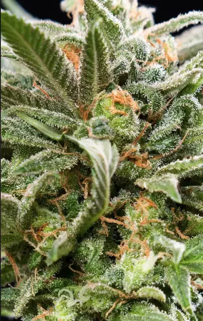 Birkin Dream by Albert Einstone 039 S cannabis strain