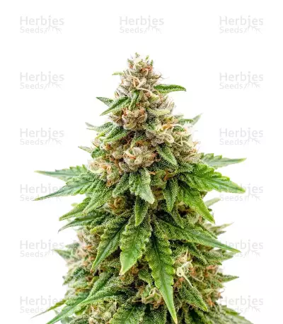 Biscotti Auto by Ganja Farmer, Autoflower cannabis strain