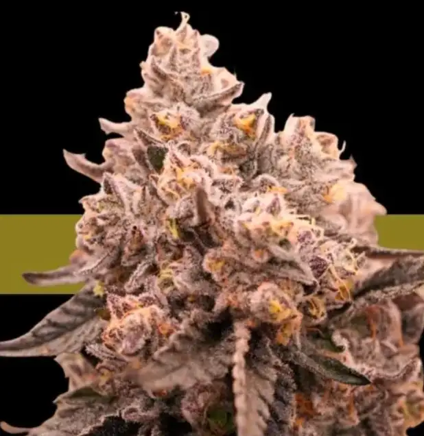Black And Blue by Ziplock Seeds cannabis strain