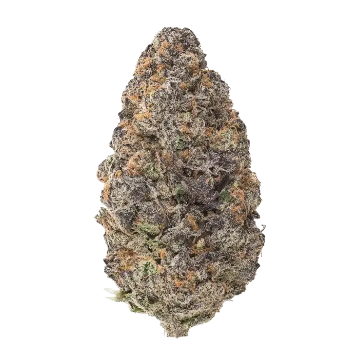 Black Cat by Offensive Selections cannabis strain
