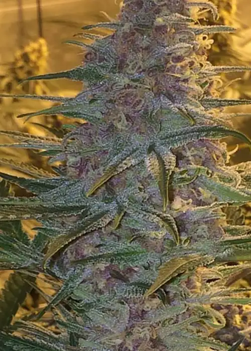 Black Cherry Pie BX by In House Genetics, Photoperiod cannabis strain