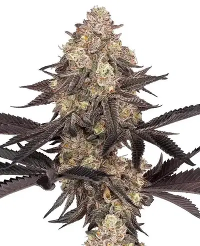 Black Cherry Reserve by Fat Beans cannabis strain