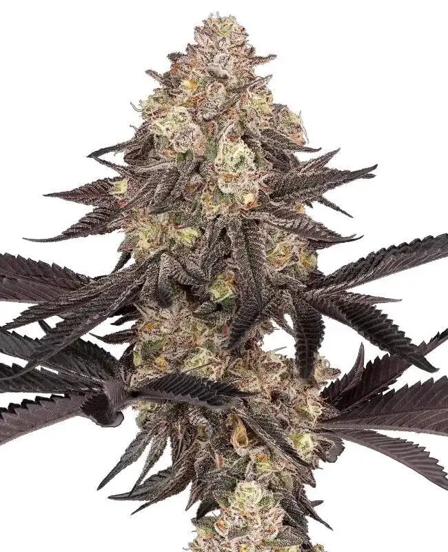 Black Cherry Reserve by Fat Beans cannabis strain