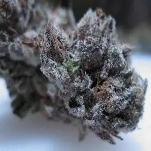 Black Label by Seach Medical Group cannabis strain