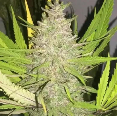 Black Lotus cannabis strain