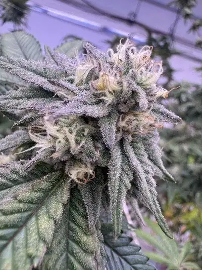 Black Opz by Ez Genetics cannabis strain