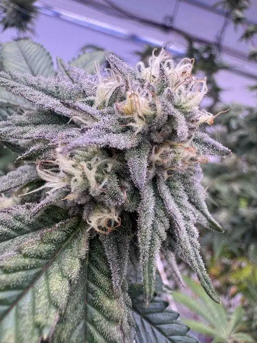 Black Opz by Ez Genetics cannabis strain