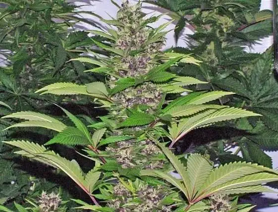 Black Rose Regular by Heath Robinson cannabis strain