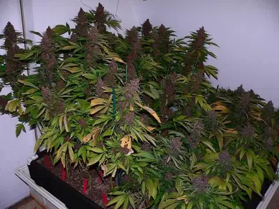Blackberry By Nebu by Nebu Hybridz cannabis strain