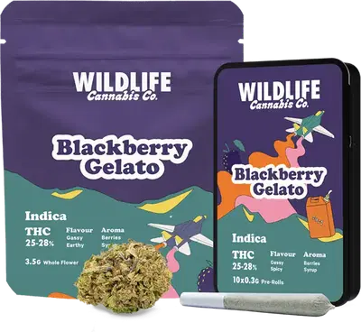 Blackberry Gelato by Wildlife Cannabis Co cannabis strain