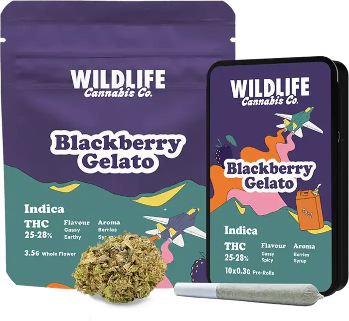 Blackberry Gelato by Wildlife Cannabis Co cannabis strain