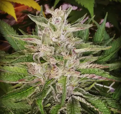 Blackberry Lemonade by H B K Genetics cannabis strain