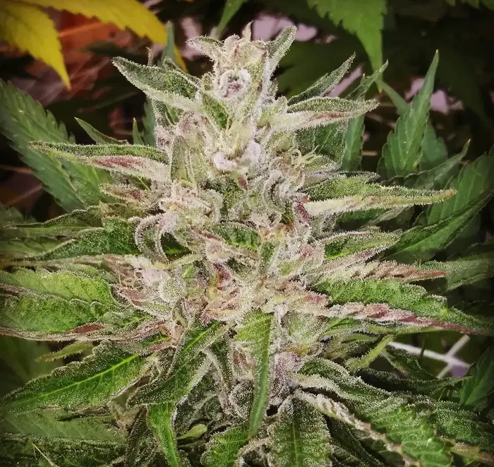 Blackberry Lemonade by H B K Genetics cannabis strain
