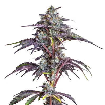 Blackberry Moonstones by Blimburn Seeds, Photoperiod cannabis strain