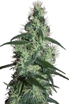Blizzard by Seedmakers Seeds cannabis strain