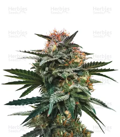 Blood Orange Beltz cannabis strain