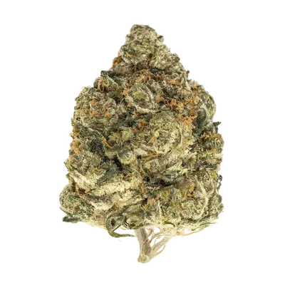 Blooperz by High Grade Selections cannabis strain