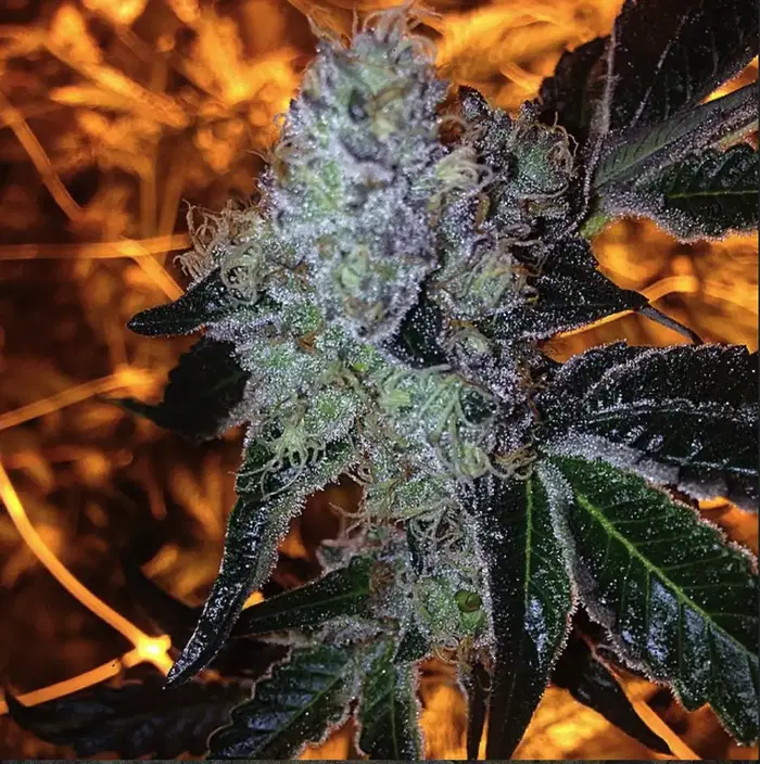 Blu Ivy by Seerious Strains cannabis strain