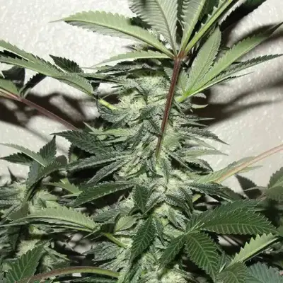 Blue Alien by Green Beanz Seeds cannabis strain