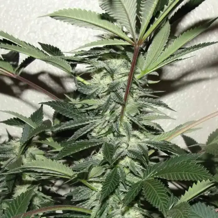 Blue Alien by Green Beanz Seeds cannabis strain