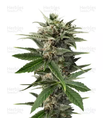 Blue Amnesia XXL Auto by Dinafem, Autoflower cannabis strain