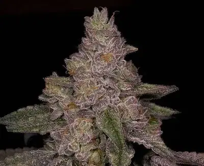 Blue Belts by Archive Seed Bank, Photoperiod cannabis strain