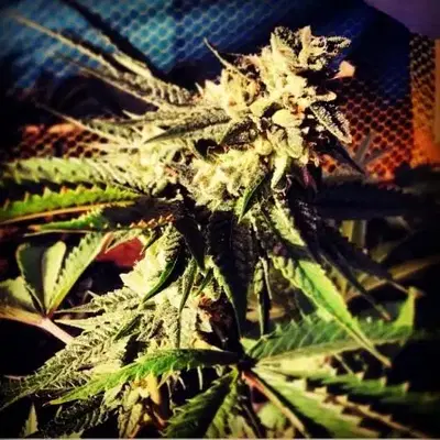 Blue Chem by Marshall Seeds cannabis strain