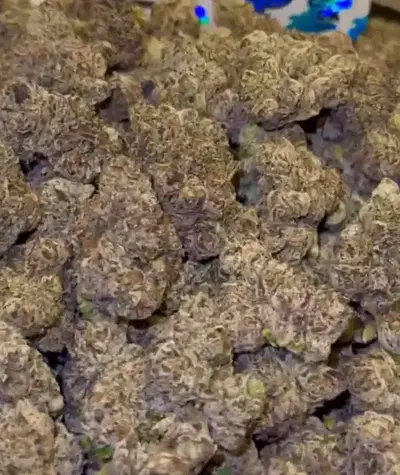 Blue Cranberry Sauce by Zaba Cannabis Co cannabis strain