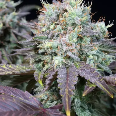 Blue Gem by Paradise Seeds, Photoperiod cannabis strain