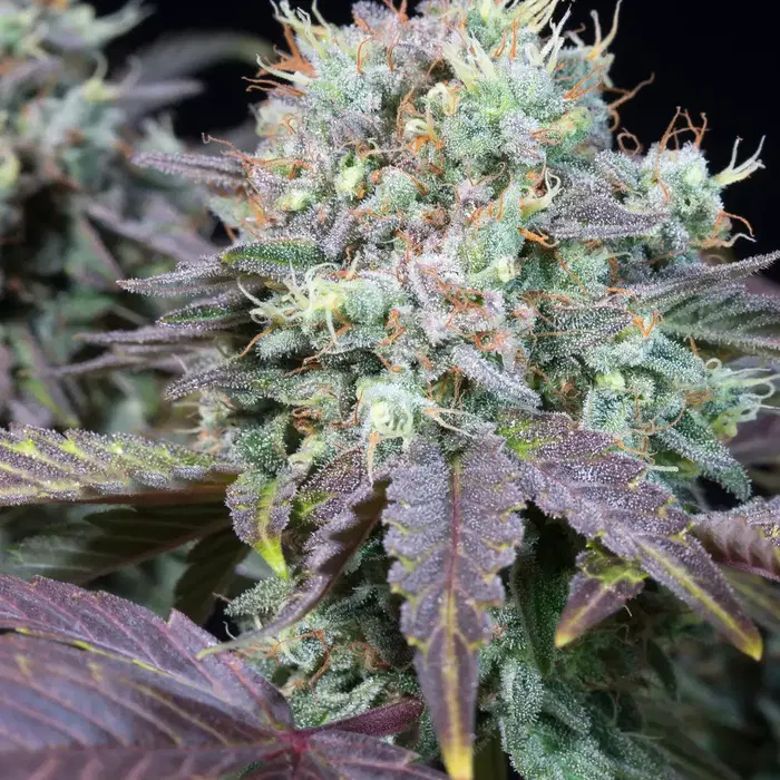 Blue Gem by Paradise Seeds, Photoperiod cannabis strain