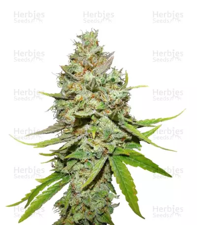 Blue Hash by Dinafem, Photoperiod cannabis strain