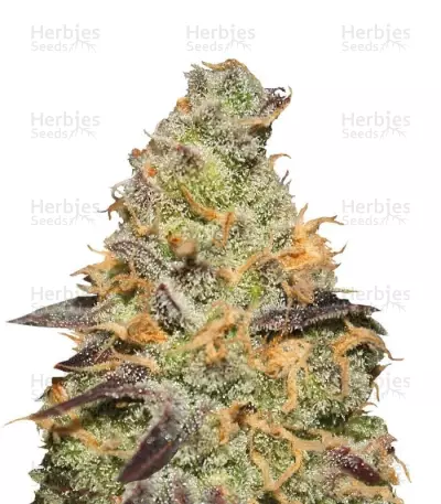 Blue Kush Berry by Paradise Seeds, Photoperiod cannabis strain