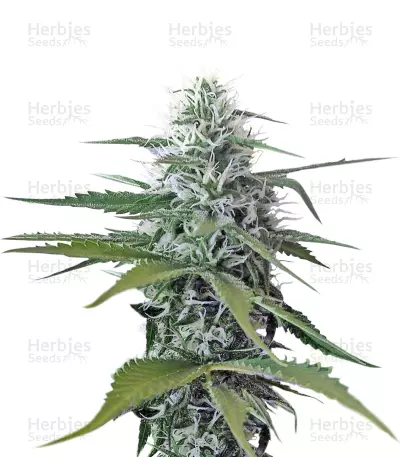 Blue Moby Regular cannabis strain
