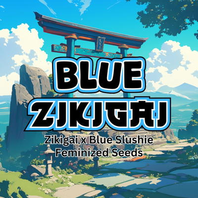 Blue Zikigai by Raw Genetics, Photoperiod cannabis strain