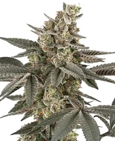 Blueberry Gasoline Regular by Serge Cannabis cannabis strain