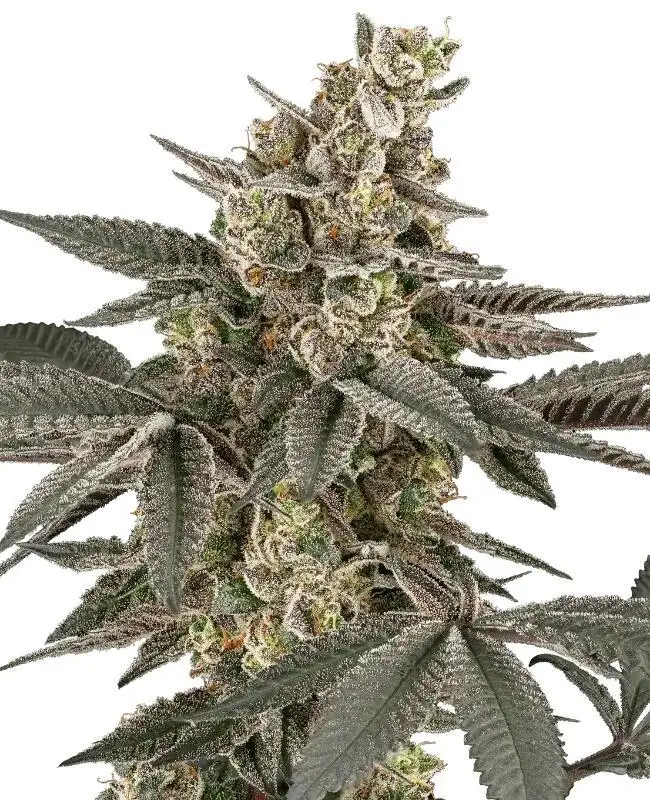 Blueberry Gasoline Regular by Serge Cannabis cannabis strain