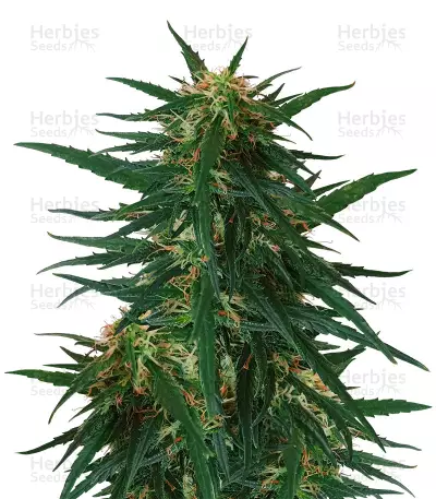 Blueberry Ghost OG by Original Sensible Seeds, Photoperiod cannabis strain