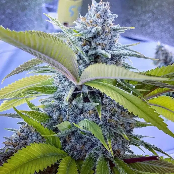 Blueberry Hashplant by Bodhi Seeds, Photoperiod cannabis strain